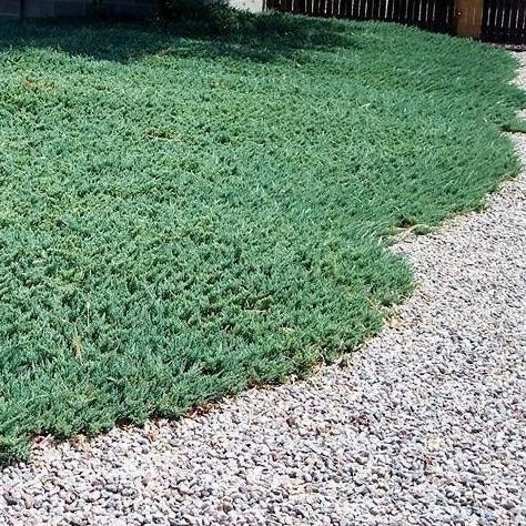 Blue Rug Juniper - Image 2