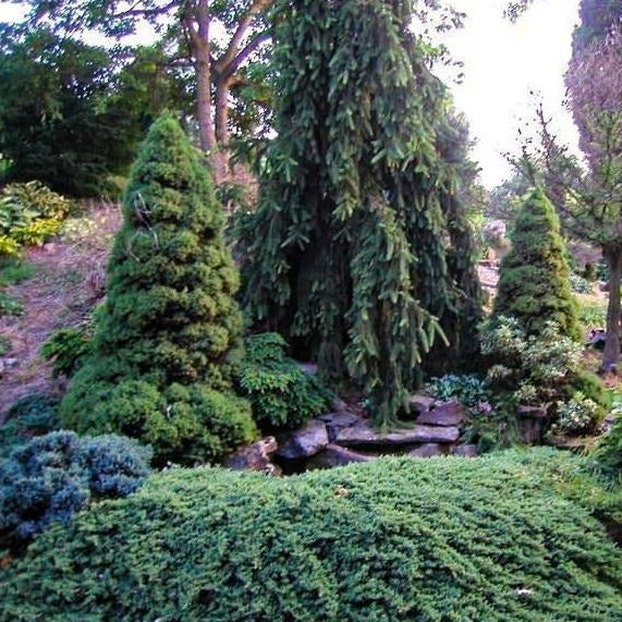 Blue Rug Juniper - Image 3
