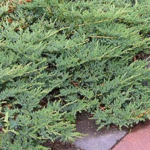 Blue Rug Juniper - Image 4