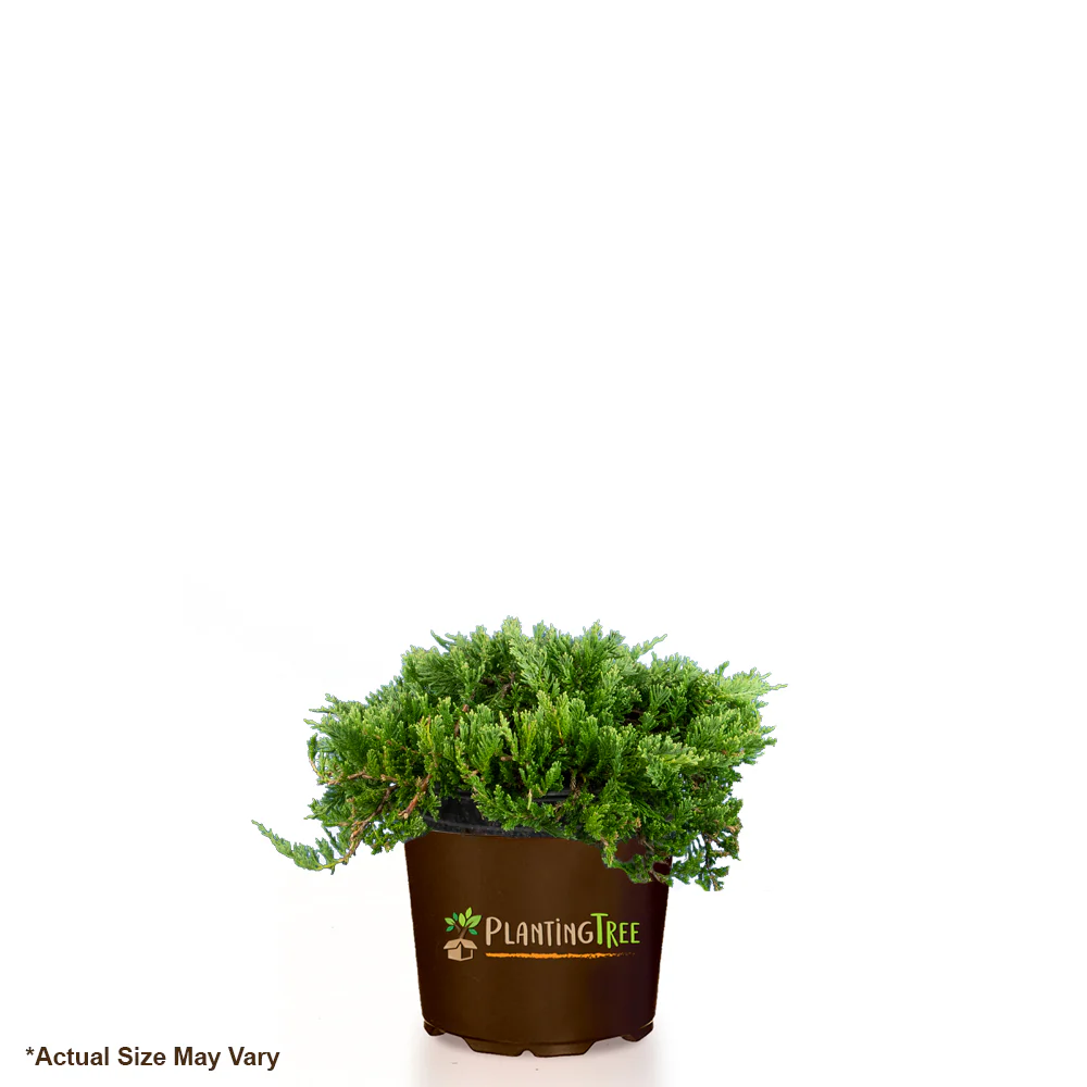 Blue Rug Juniper - Image 5