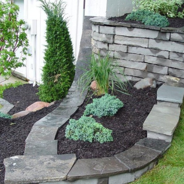 Blue Star Juniper - Image 2