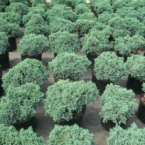 Blue Star Juniper - Image 3