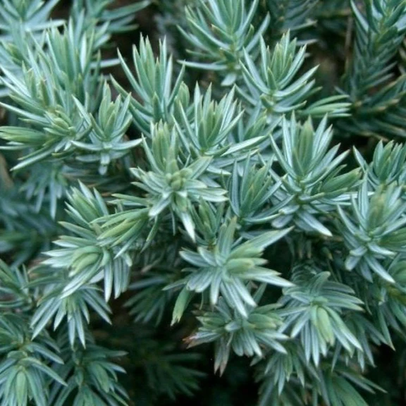 Blue Star Juniper - Image 4
