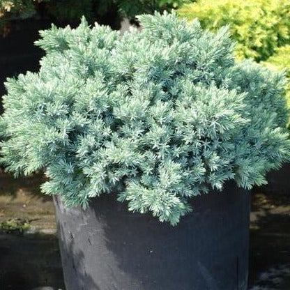 Blue Star Juniper - Image 6