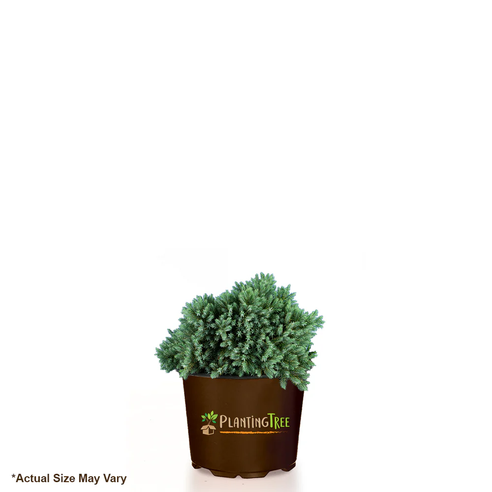 Blue Star Juniper - Image 7