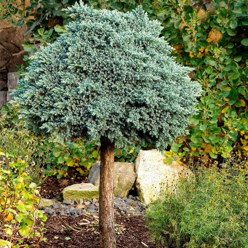 Blue Star Juniper Tree