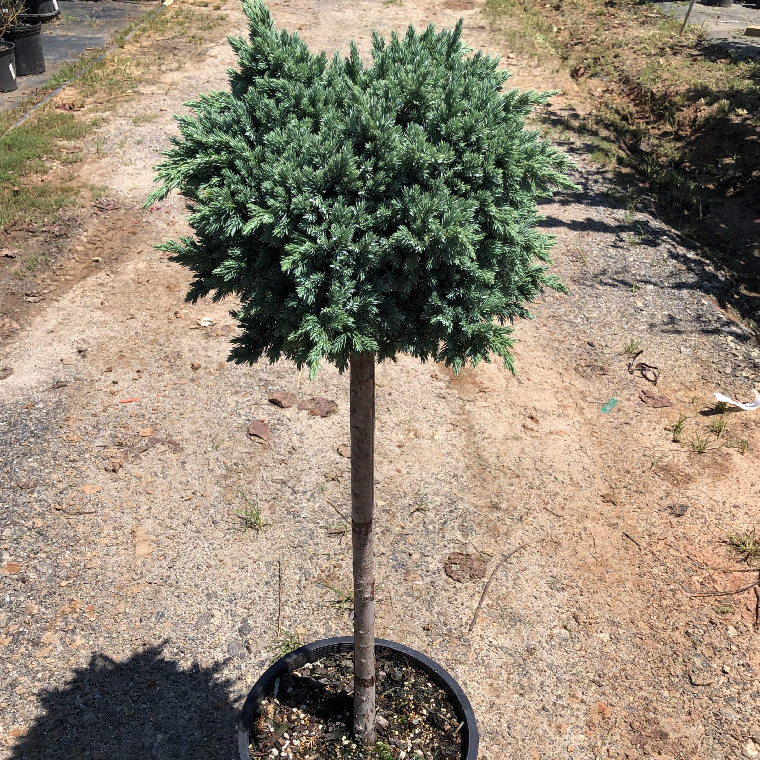 Blue Star Juniper Tree - Image 2