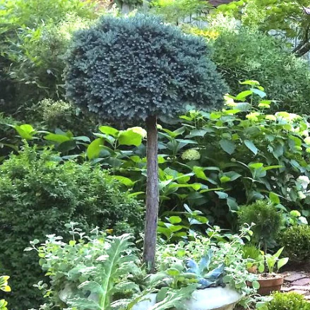 Blue Star Juniper Tree - Image 3