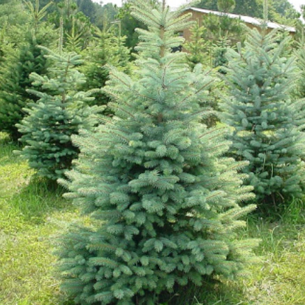 Blue Wonder Colorado Spruce - Image 3