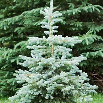 Blue Wonder Colorado Spruce - Image 4