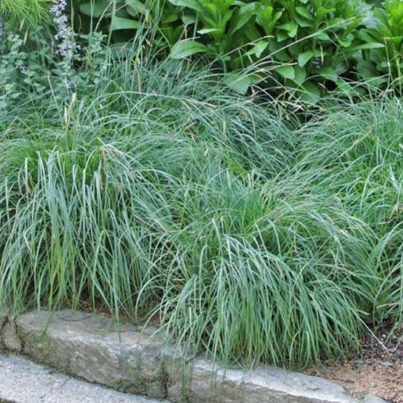 Blue Zinger Sedge - Image 3