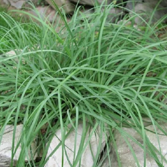 Blue Zinger Sedge - Image 4