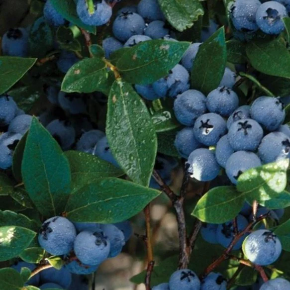 Bluecrop Blueberry Bush - Image 3