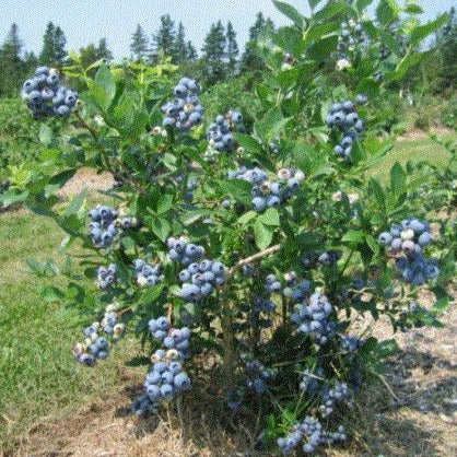 Bluecrop Blueberry Bush - Image 4