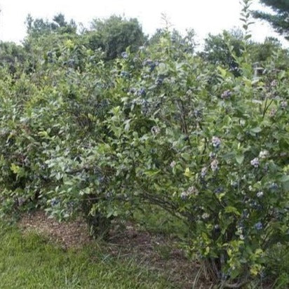 Bluecrop Blueberry Bush - Image 5