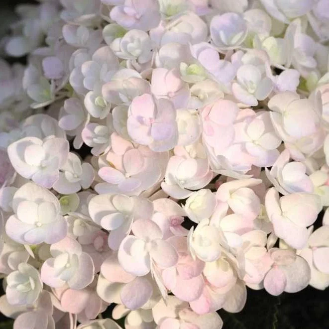 Endless Summer® Blushing Bride Big Leaf Hydrangea