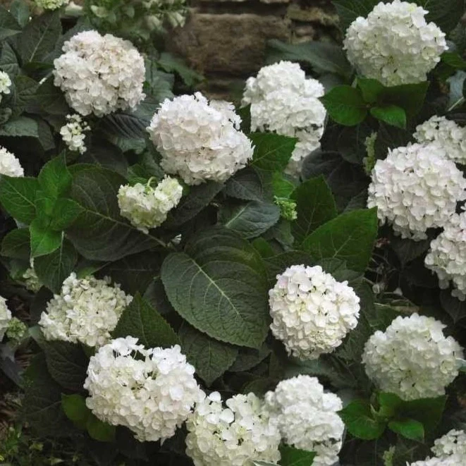 Endless Summer® Blushing Bride Big Leaf Hydrangea - Image 2