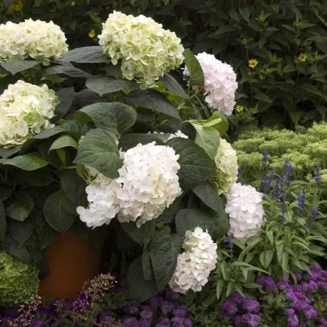 Endless Summer® Blushing Bride Big Leaf Hydrangea - Image 3