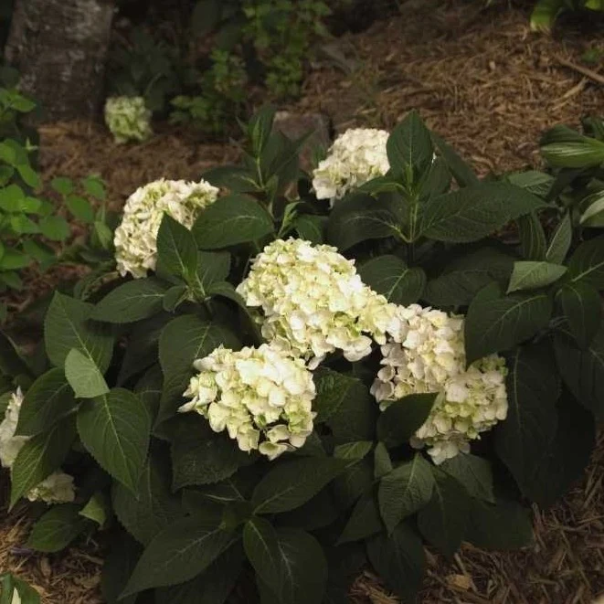 Endless Summer® Blushing Bride Big Leaf Hydrangea - Image 4