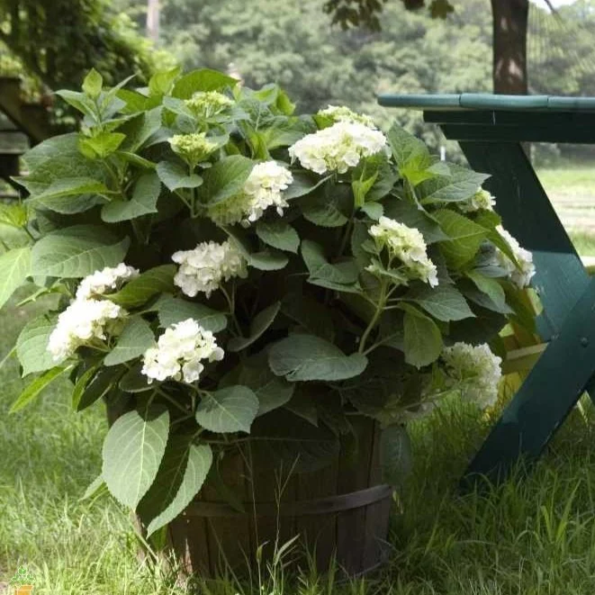 Endless Summer® Blushing Bride Big Leaf Hydrangea - Image 5