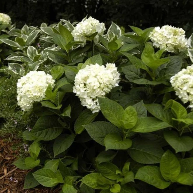 Endless Summer® Blushing Bride Big Leaf Hydrangea - Image 6
