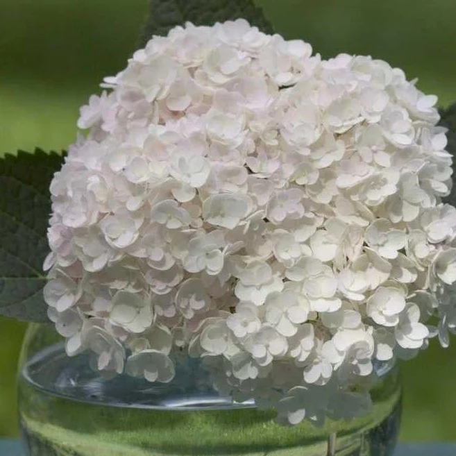 Endless Summer® Blushing Bride Big Leaf Hydrangea - Image 7
