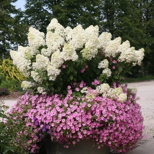 Bobo Hydrangea - Image 3