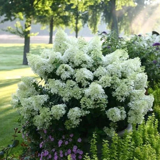 Bobo Hydrangea - Image 4