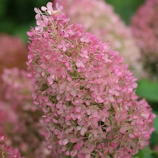Bobo Hydrangea - Image 5