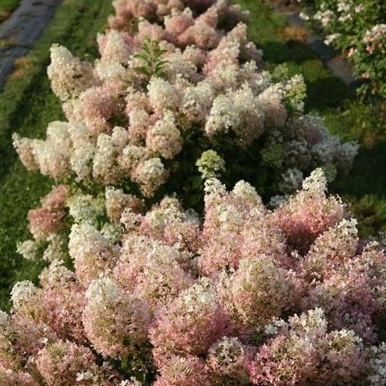 Bobo Hydrangea - Image 6