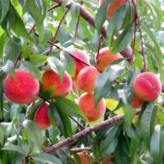 Bonanza Patio Peach Tree - Image 3