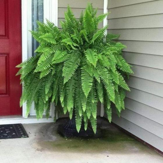 Boston Fern - Image 2