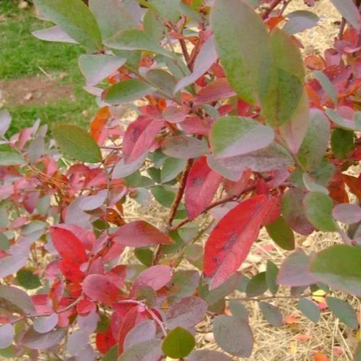 Brightwell Blueberry Bush - Image 3