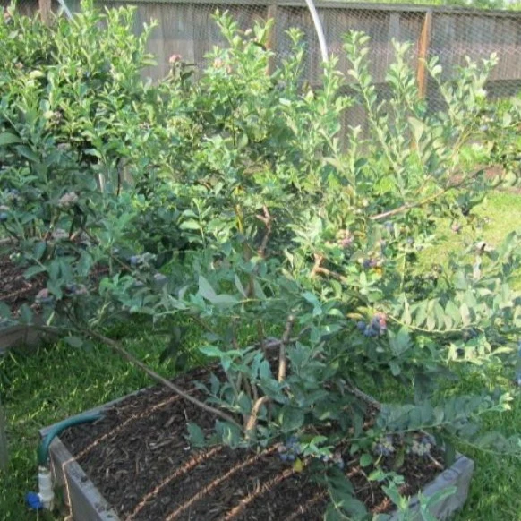 Brightwell Blueberry Bush - Image 4