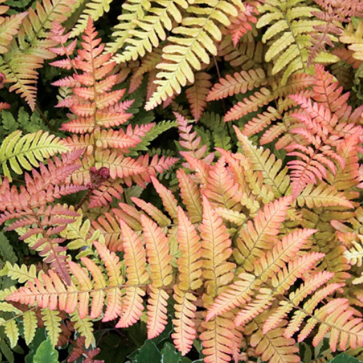 Brilliance Autumn Fern - Image 3