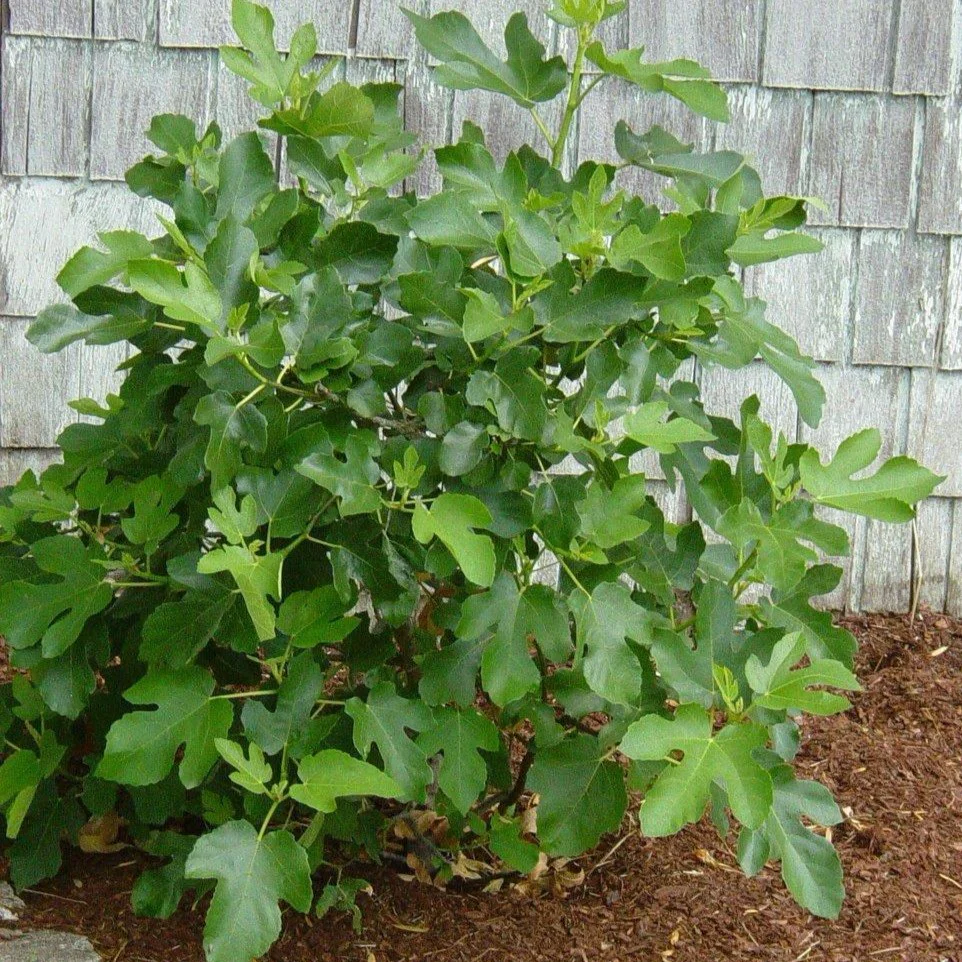 Brown Turkey Fig Tree - Image 3