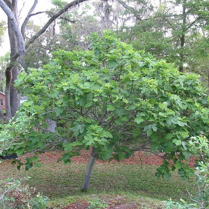Brown Turkey Fig Tree - Image 4