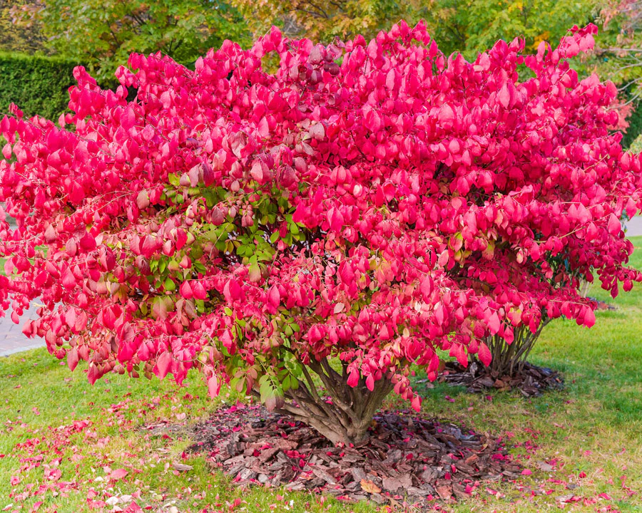 Burning Bush - Image 2