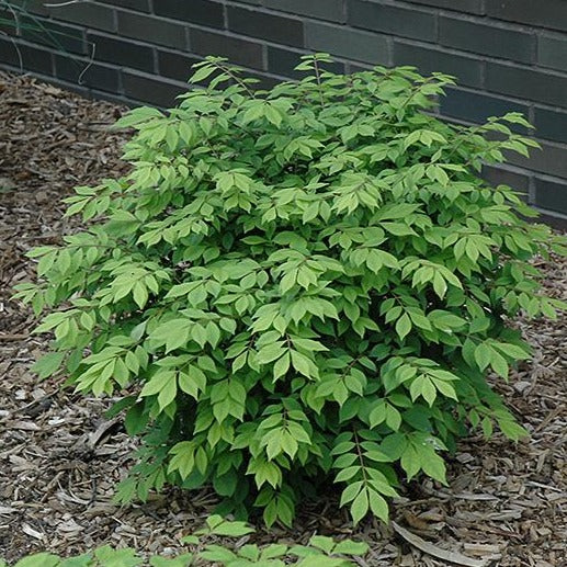 Burning Bush - Image 3