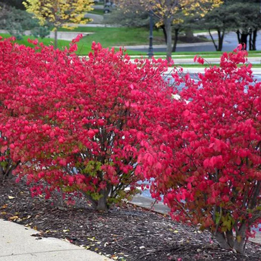 Burning Bush - Image 4