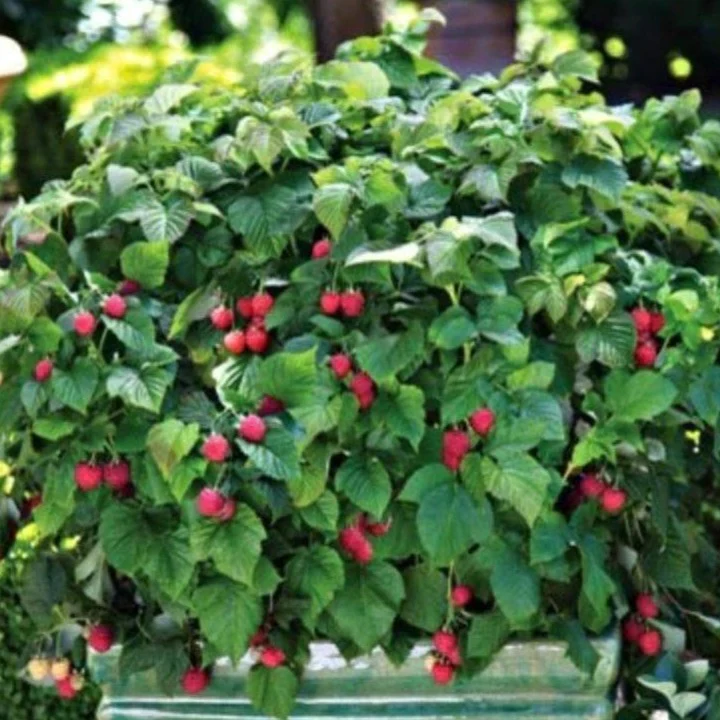 Bushel and Berry® Raspberry Shortcake® - Image 3
