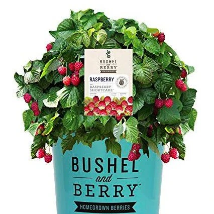 Bushel and Berry® Raspberry Shortcake® - Image 5