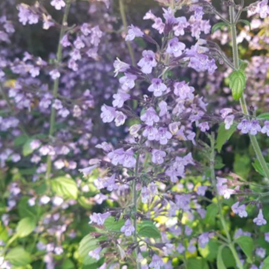 Blue Cloud Calamint - Image 3