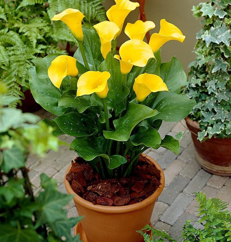 Calla Lily