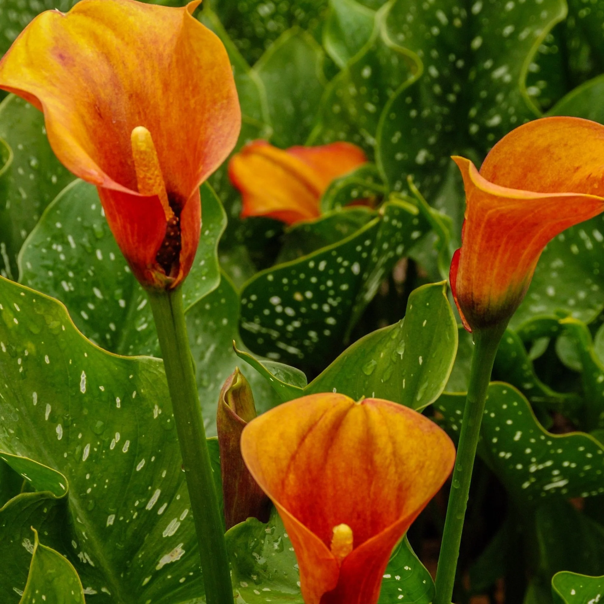 Calla Lily - Image 2
