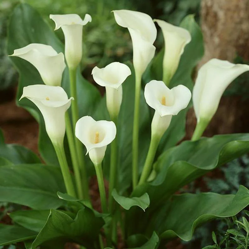 Calla Lily - Image 3