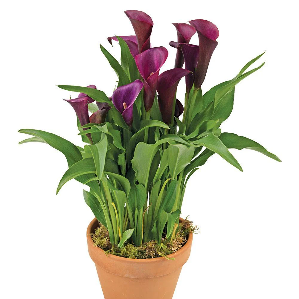 Calla Lily - Image 4