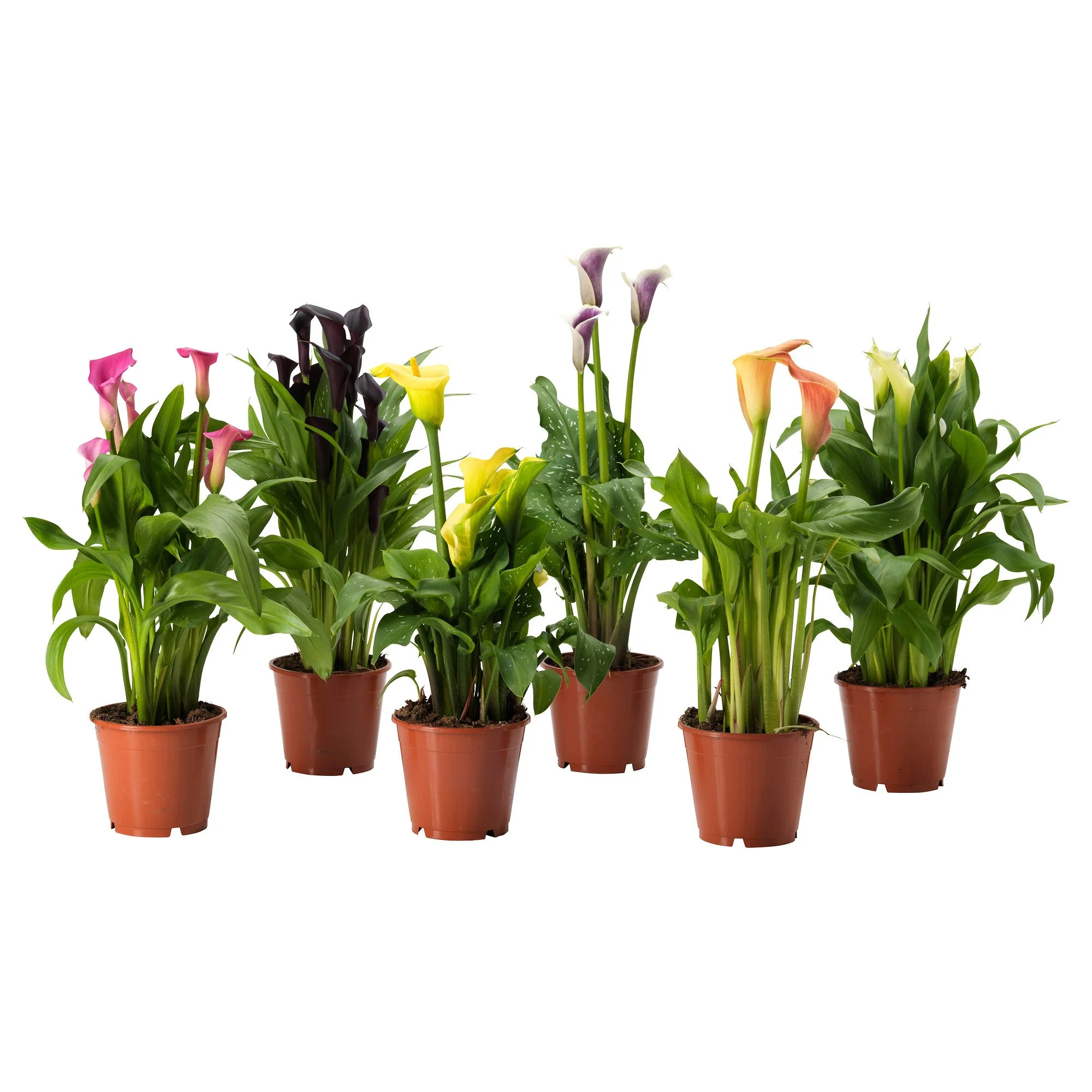 Calla Lily - Image 5