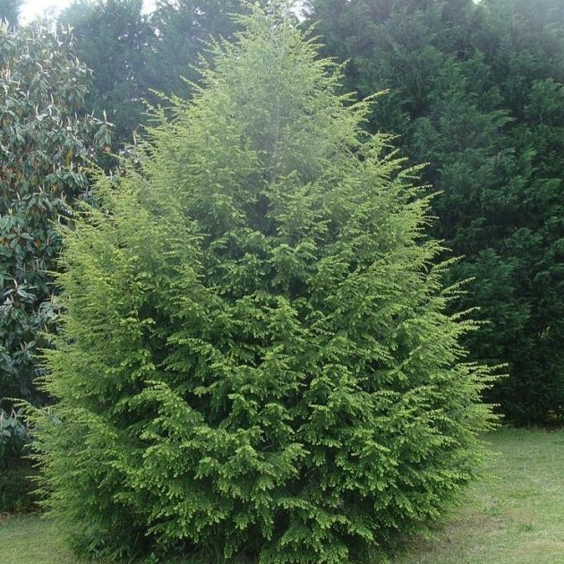 Canadian Hemlock - Image 3