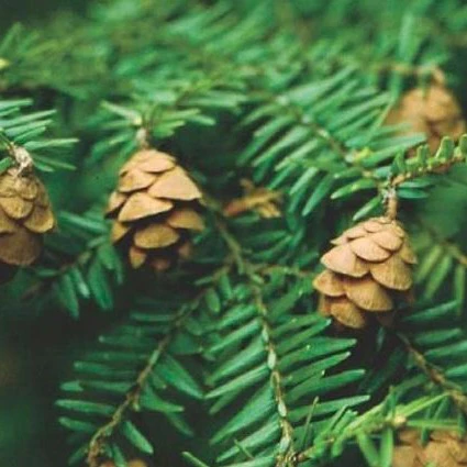 Canadian Hemlock - Image 5